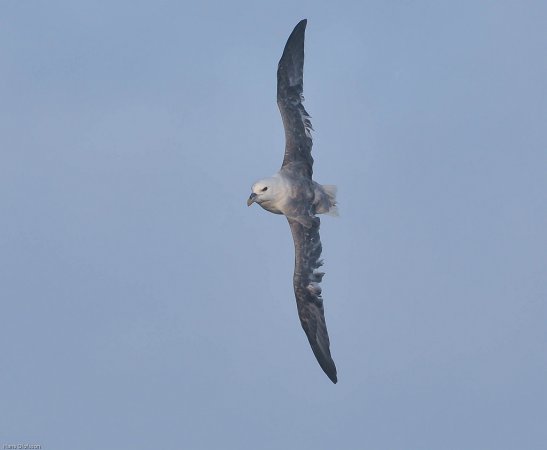 Photo (4): Northern Fulmar