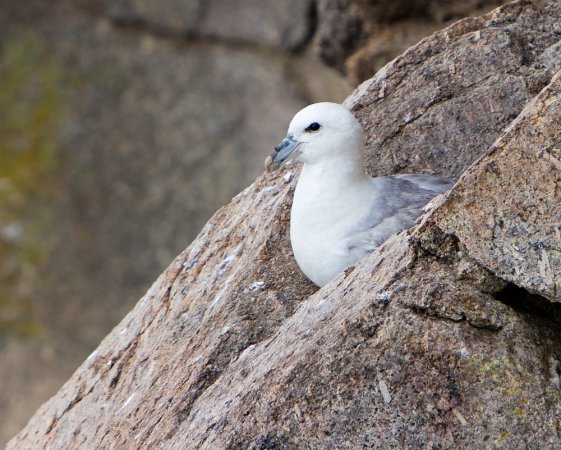 Photo (6): Northern Fulmar