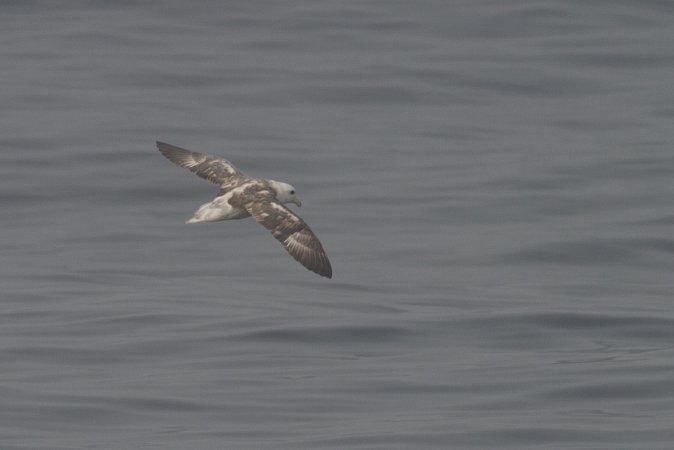 Photo (11): Northern Fulmar