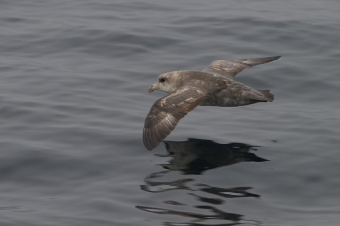Photo (18): Northern Fulmar