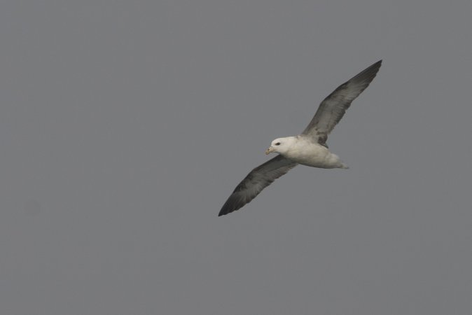 Photo (3): Northern Fulmar