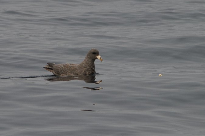 Photo (17): Northern Fulmar