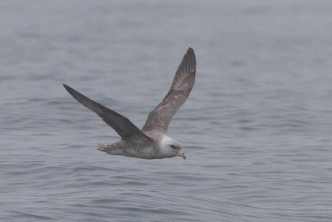 Photo (9): Northern Fulmar
