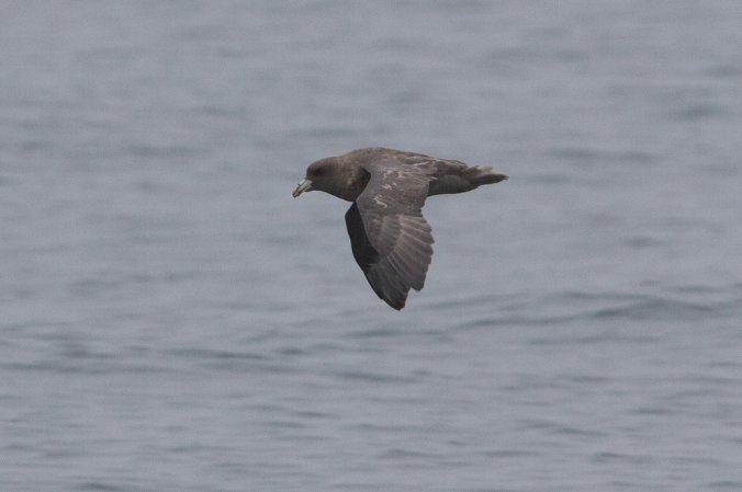 Photo (22): Northern Fulmar