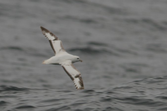 Photo (7): Northern Fulmar