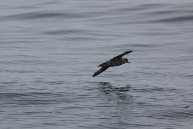 Photo (23): Northern Fulmar