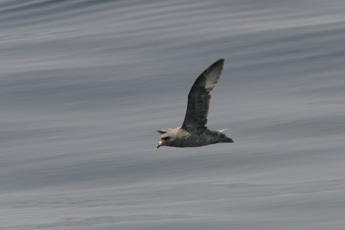Photo (21): Northern Fulmar