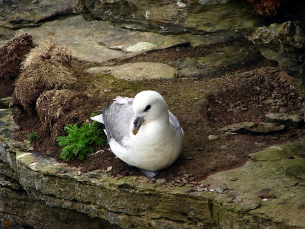 Photo (5): Northern Fulmar