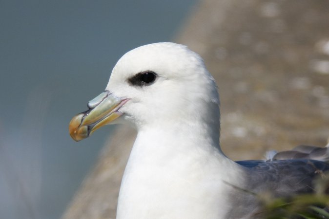 Photo (2): Northern Fulmar