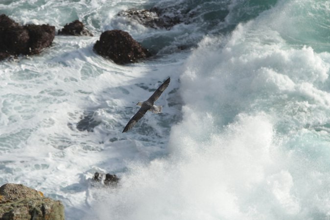 Photo (15): Northern Fulmar