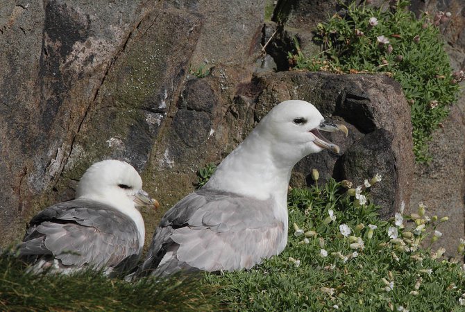 Photo (1): Northern Fulmar