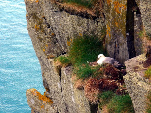 Photo (16): Northern Fulmar
