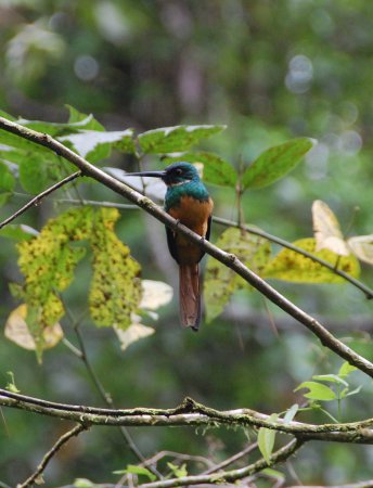 Photo (1): Rufous-tailed Jacamar
