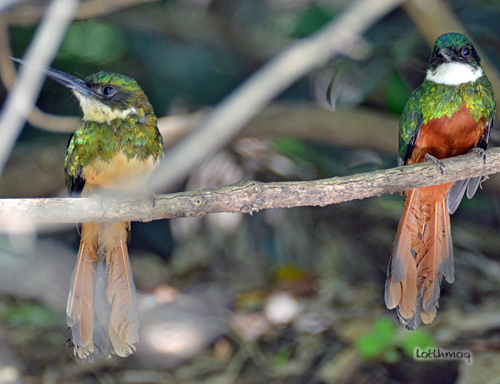Photo (4): Rufous-tailed Jacamar