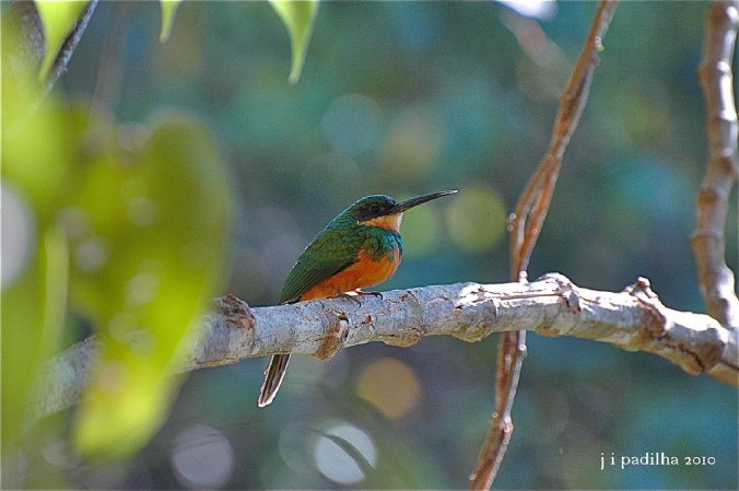 Photo (7): Rufous-tailed Jacamar