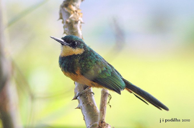 Photo (19): Rufous-tailed Jacamar