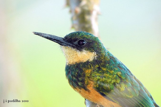 Photo (12): Rufous-tailed Jacamar