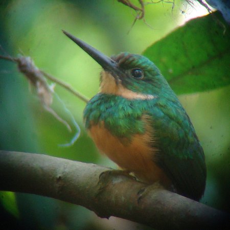 Photo (9): Rufous-tailed Jacamar