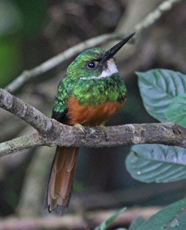 Photo (15): Rufous-tailed Jacamar
