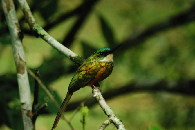 Photo (5): Rufous-tailed Jacamar