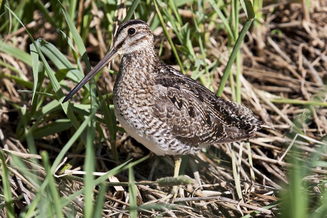 Photo (1): Wilson's Snipe