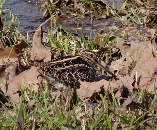 Photo (5): Wilson's Snipe