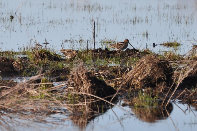 Photo (14): Wilson's Snipe