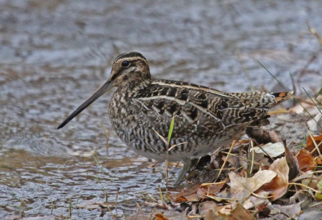 Photo (10): Wilson's Snipe
