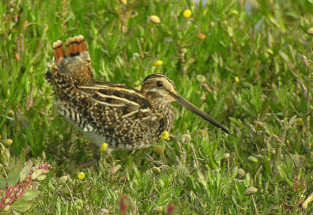 Photo (19): Wilson's Snipe
