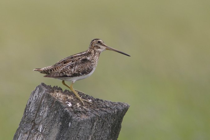 Photo (3): Wilson's Snipe