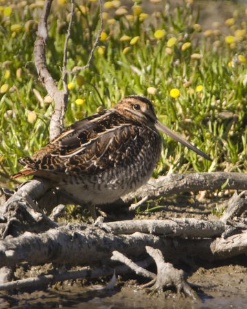 Photo (17): Wilson's Snipe