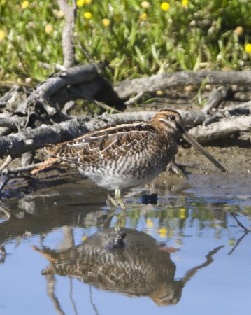 Photo (16): Wilson's Snipe