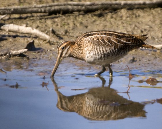 Photo (15): Wilson's Snipe