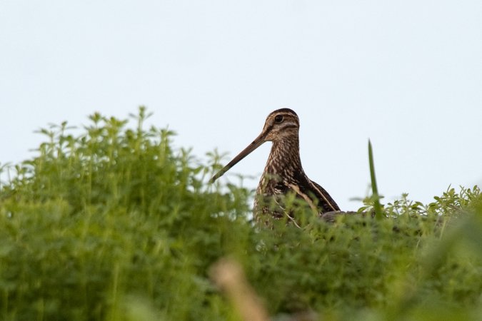 Photo (18): Wilson's Snipe