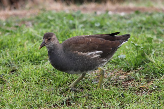 Photo (1): Common Gallinule