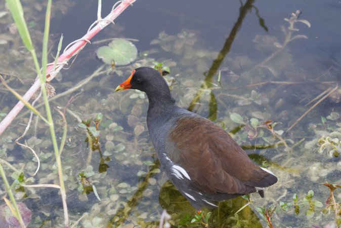 Photo (12): Common Gallinule