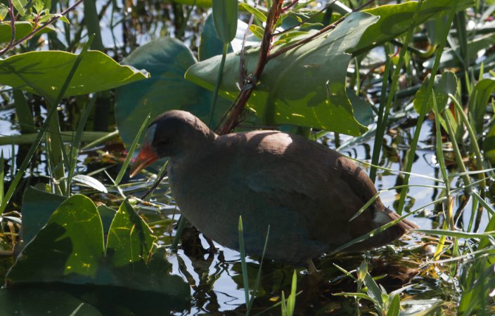 Photo (8): Common Gallinule