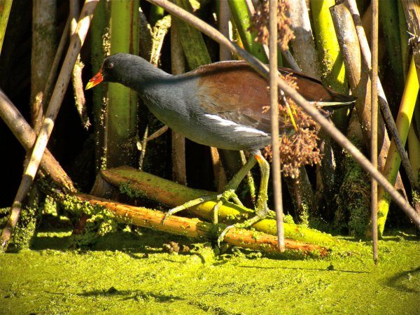 Photo (14): Common Gallinule