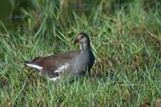 Photo (3): Common Gallinule