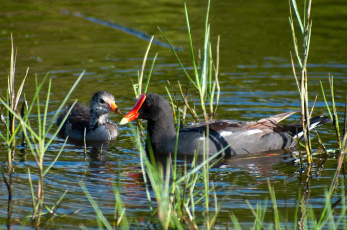 Photo (2): Common Gallinule