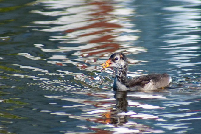 Photo (18): Common Gallinule