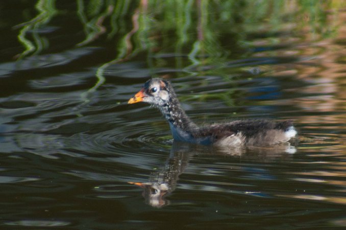 Photo (15): Common Gallinule