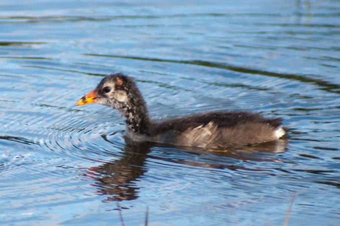 Photo (17): Common Gallinule