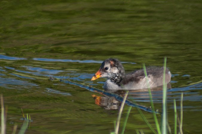 Photo (4): Common Gallinule