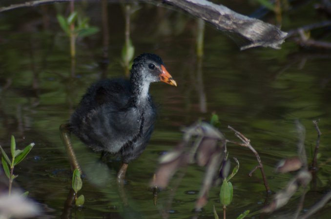 Photo (13): Common Gallinule