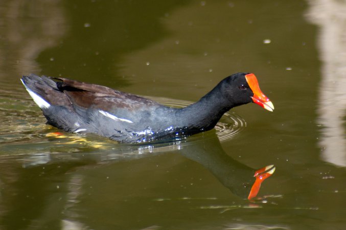 Photo (20): Common Gallinule