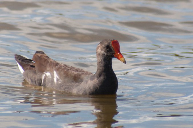 Photo (21): Common Gallinule