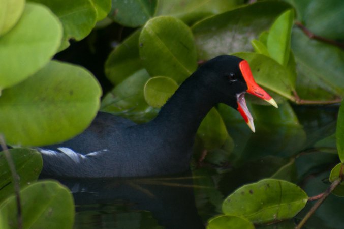 Photo (10): Common Gallinule