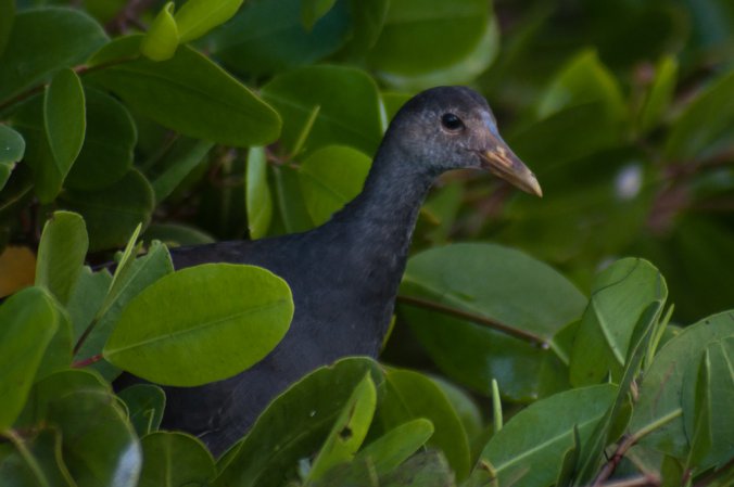 Photo (6): Common Gallinule