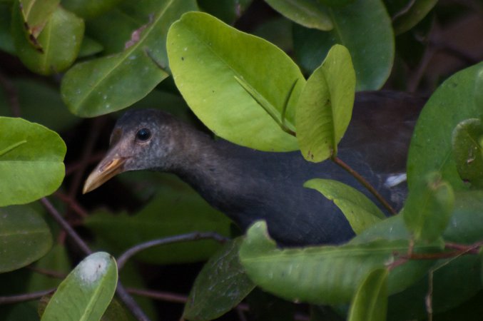 Photo (9): Common Gallinule